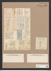 Frustulia rhomboides var. saxonica (Rab.) (de-Toni-Nr.: Genus 19, Species 1159) Zeichnungen Sammlung Grunow Nr. 2263 (NHMW-BOT-W0369372)